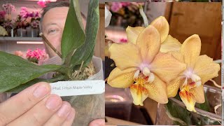 новая орхидея РАСПАКОВКА и обзор / ванильно-АПЕЛЬСИНОВЫЙ аромат у орхидеи