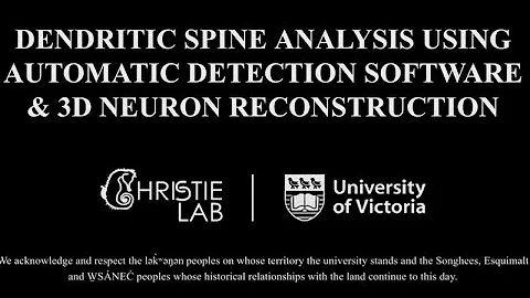 Dendritic Spine Analysis & 3D Neuron Reconstruction (Neurolucida 360)