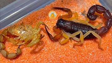 Lột Xác Để Trưởng Thành Ở Côn Trùng? Nằm Ngữa Như Đã Die? Parabuthus Villosus Typical Bọ Cạp Sa Mạc