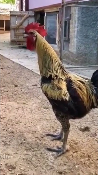 THIS ROOSTER BLEW UP YOUTUBE