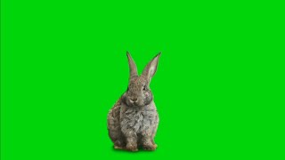 Rabbit Green Screen Effect HD video Footage || chroma key