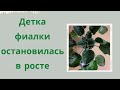 Фиалки. Детка остановилась в росте, какая причина и как помочь