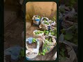 #Sackfarming #GrowUtOwn #YouthInAgric #NicertGroup #GreenNigeria #UrbanFarming #Annabelkamuche #NECL