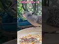 カリカリ音を立てて食べるキジバトのマシュー君“2024年6月27日撮影”