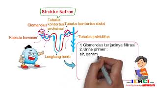 Struktur Nefron Ginjal Dan Proses Pembentukan Urin