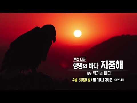[특선다큐_예고] 생명의 바다, 지중해 - 5부 위기의 바다 ㅣ KBS 방송