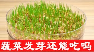 蔬菜发芽还能吃吗？医生提醒：遇到这3种，营养健康还加倍