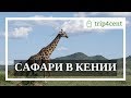 Сафари в Кении - тур на 5 дней