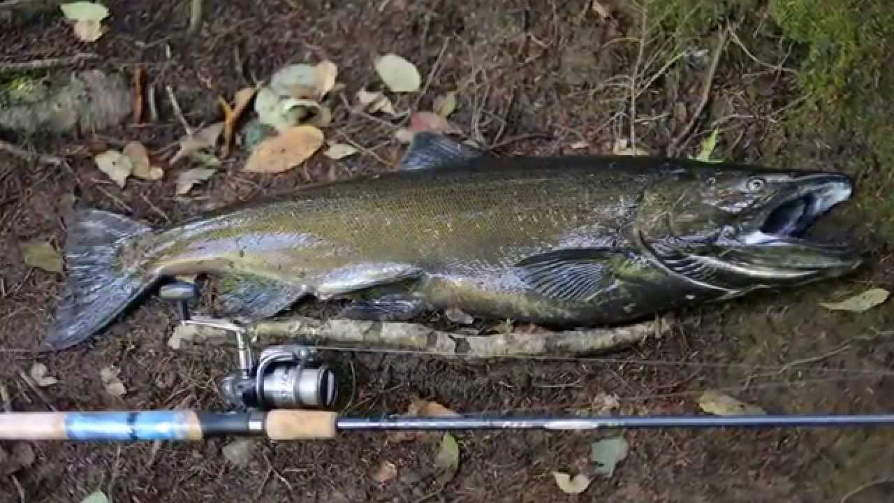 Salmon River, Pulaski NY. September 12, 2014 YouTube