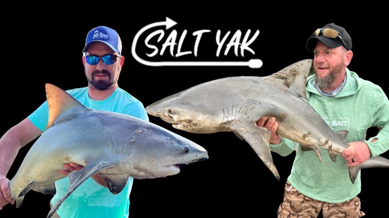 Land Based Guided Shark Fishing in Tampa Bay. - YouTube