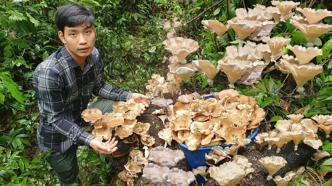 102 Days of Harvesting Lychee, Mushrooms, Figs - Gardening & Farm Building | Triệu Văn Tính