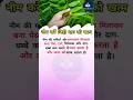 नीम-गुलाबजल पेस्ट: जिद्दी दाग और पिम्पल्स का प्राकृतिक इलाज