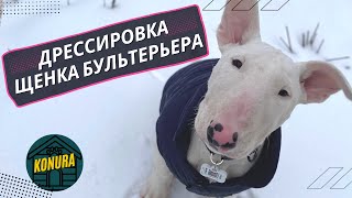 Дрессировка щенка бультерьера. Как воспитывать бультерьера?