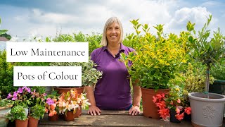 How to plant low maintenance pots with all year round colour.