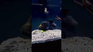 #phonkmusic / aquarium fish monster tank
