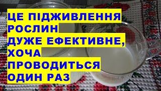 Це важливе підживлення можна проводити майже завжди, але не більше одного разу за сезон