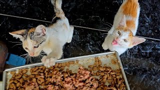 Feeding A Hungry Cat and her Beautiful Kittens || 2 Months old Kittens | Cute kittens | Kucing Lucu