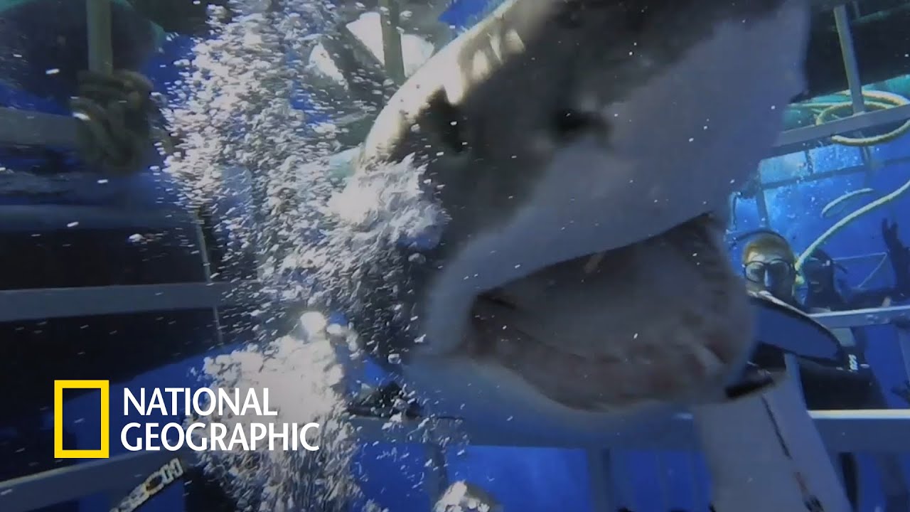 ⁣백상아리와 케이지에 갇힌 잠수부 | Eyewitness: Shark Attack