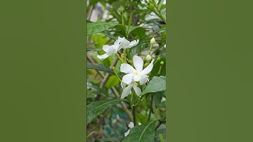 Aisa Sama Na Hota 🌫🌧🌼🌿🦋📻#trending #youtubeshorts #viral #viralshorts #garden #flowers #rain #nature