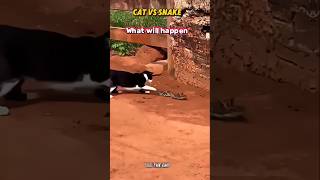 Cat vs snake 🐍 cat aura 999+ #shorts #viralshorts #animals #cat