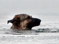 Dog Rescued From Icy Pond