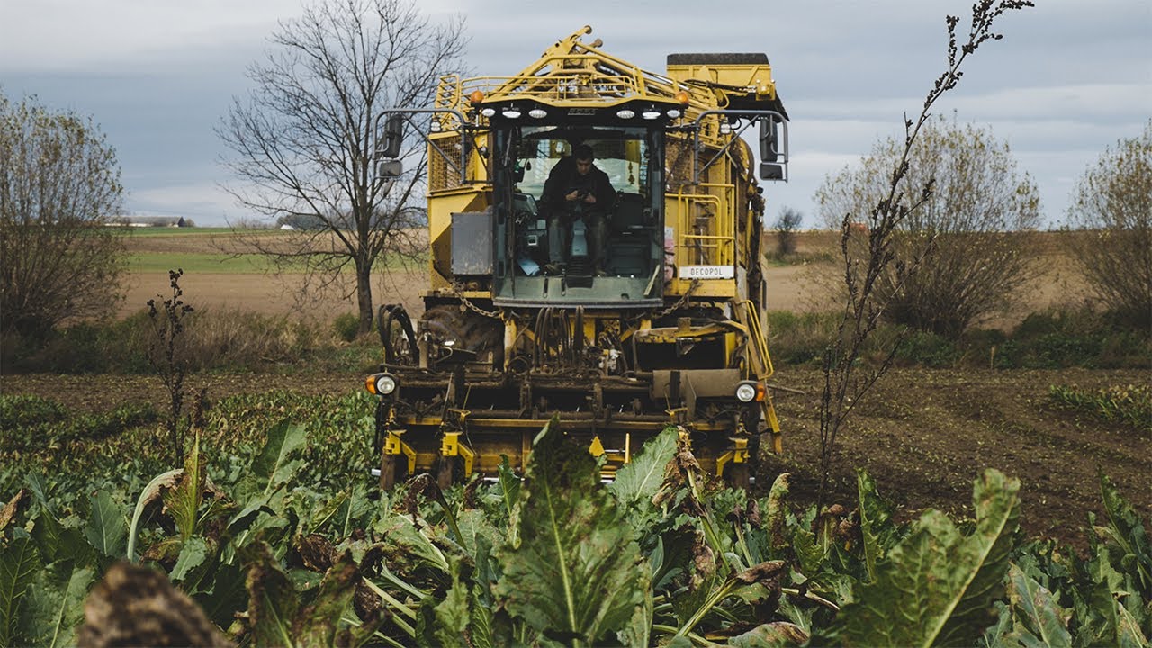 Kopanie buraków 2020 ROPA EURO TIGER 5   zbiór dzień i noc