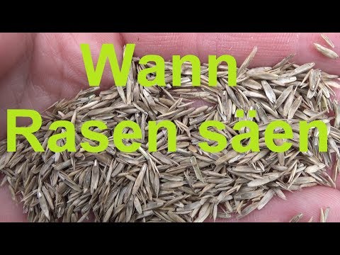 Video: Wann Grassamen im Herbst säen?