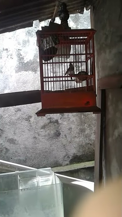 Pleci betina birahi minta kawin ... joz