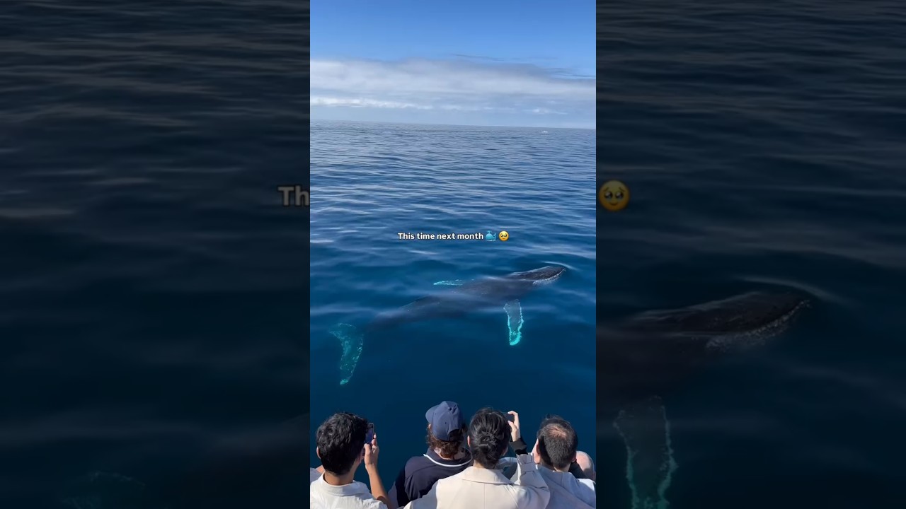 The Whales Are Returning... And the Gold Coast Is About to Go Wild 🐳🤯🇦🇺 #bondi #bondibeach #shorts