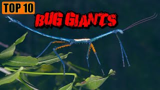 Bug Giants: The Largest Insects You Might Encounter!