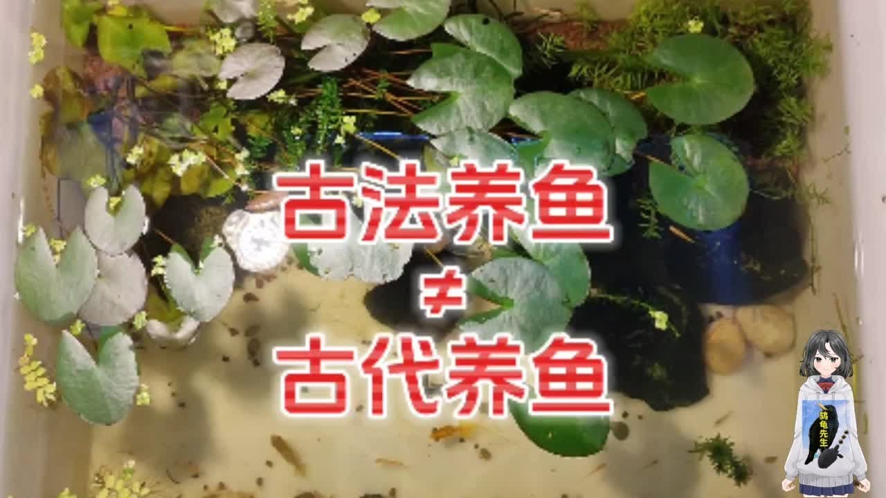 死抠字眼很搞笑，古法养鱼不等于古代养鱼，一个视频讲透古法缸生态缸水草缸和原生缸的优缺点、特征与区别方法。古代的人是怎么养鱼的？古代人养鱼的两种 ...