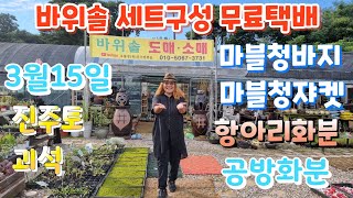 #바위솔 #세트구성 #무료택배 바위솔 #야생화 심기 좋은 수제화분 #우물정진주바위솔