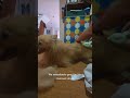 Tick problem.... #doglife #dogtickremoval #dogstory #fypシ