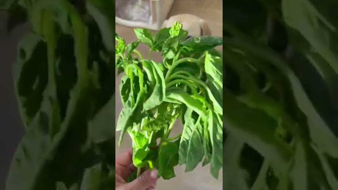 Stinky Dog Breath Home Remedy Eliminate Bad Dog Breath YouTube stinky-dog-breath-home-remedy-eliminate-bad-dog-breath-youtube