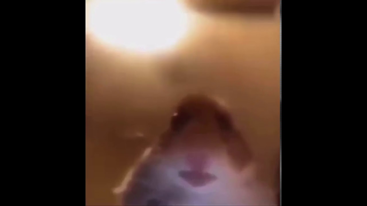 Hamster facetime Meme - YouTube
