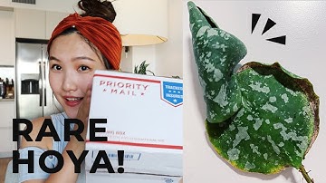 Rare Plant Haul : Hoya Imbricata Plant Unboxing | Etsy Plant Shopping