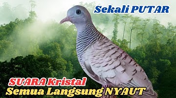 Suara Perkutut Lokal Gacor Alami Untuk Relaksasi Pikiran