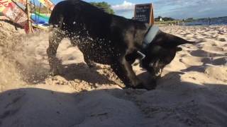 Puppy digging a hole to China by einarthefrenchie 718 views 7 years ago 1 minute, 27 seconds