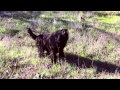 Housesit Video