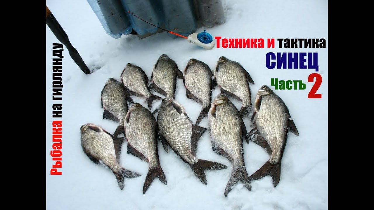 Рыбалка на гирлянду. Техника и тактика ловли синца. Часть 2.