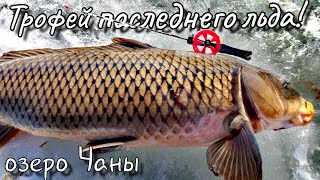 Об этой рыбалке я буду рассказывать внукам! Трофейная рыба на мормышку! Последний лёд 2026. о.Чаны. 