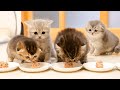 Finally, 5 kittens were able to eat on their own!