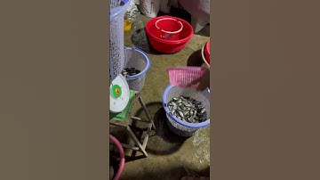 Cá sặc rằn giống. Cá sặc bổi giống. 0909770509 #cá_giống #trại_cá_giống_út_me