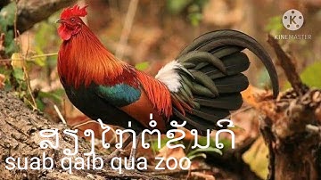 Suab​ qaib​ cuab​ 👍👍👍👍ສຽງໄກ່ຕໍ່