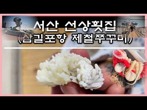 "알고 사세요! 서산 삼길포항 알쭈꾸미 시세 총정리 (선상횟집 vs 직매장 어디가 쌀까?)"  #삼길포항 #쭈꾸미 #알쭈꾸미 #쭈꾸미시세 #선상횟집