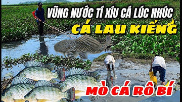 Cá rô bí ,rô phi,cá lâu kiếng lúc nhúc trong vũng nước khô trơ trọi đấy | chích cá mùa khô