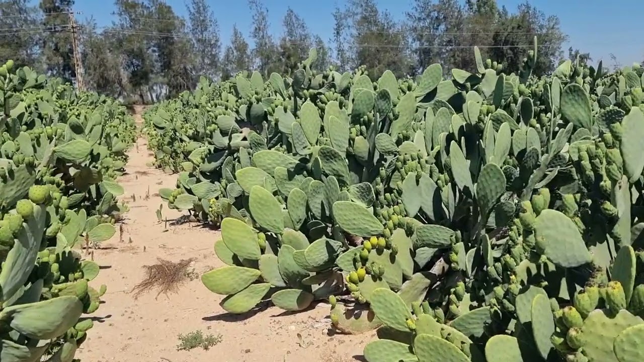 زراعة التين الشوكى الفرق بين التين الأصفر والأحمر م رامى محمد ت 01007305821