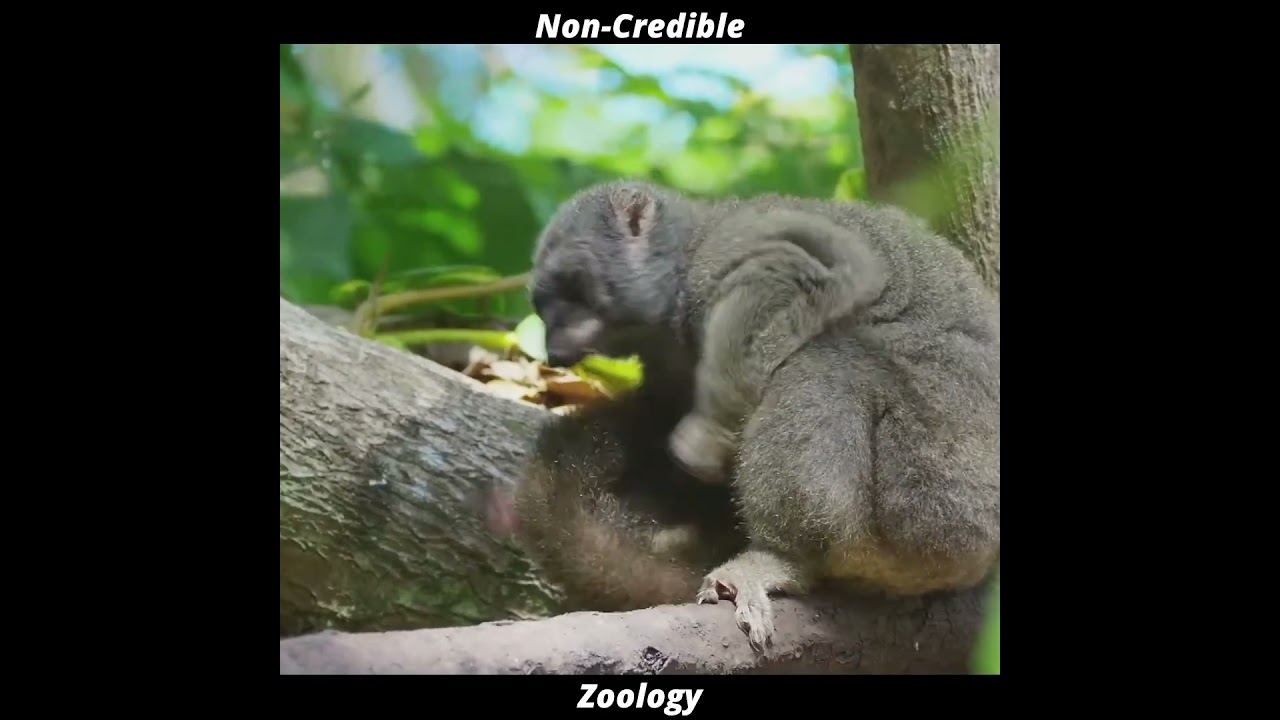 This Animal LOVES Getting H*GH! 