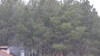 Neve na Primavera - Bragança, 31 de março 2020