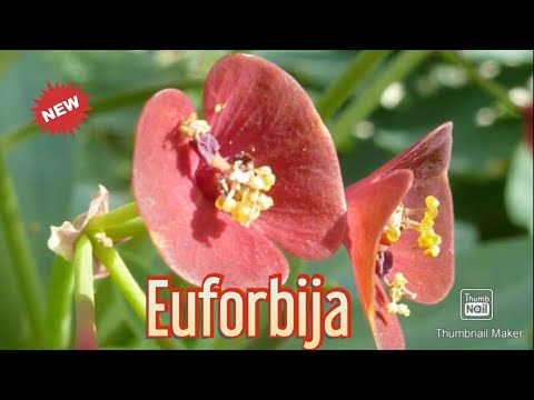 Video: Euphorbia (48 Fotografija): Kako Izgleda Sobni Cvijet Euforbije? Kućna Njega, Kaktus I Sorte Palmi